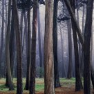 Cyprus Trees, Morning Fog, Presidio, San Francisco, CA c.1984